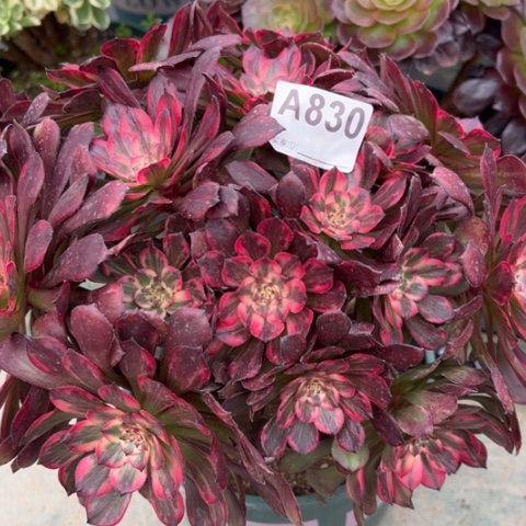 830烟花朵朵30厘米左右