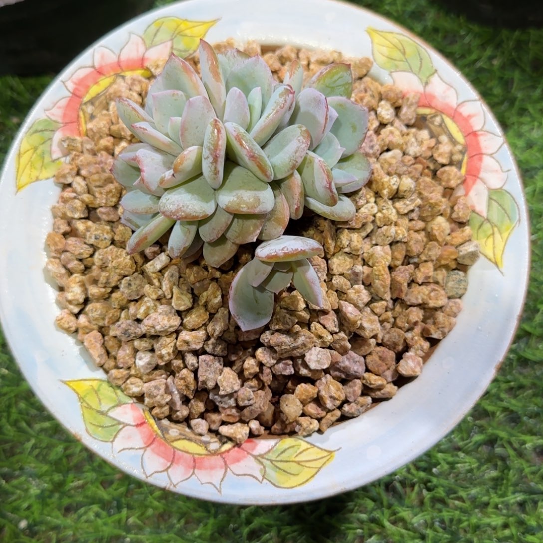 婵***婵5头朵朵缀奶茶一颗