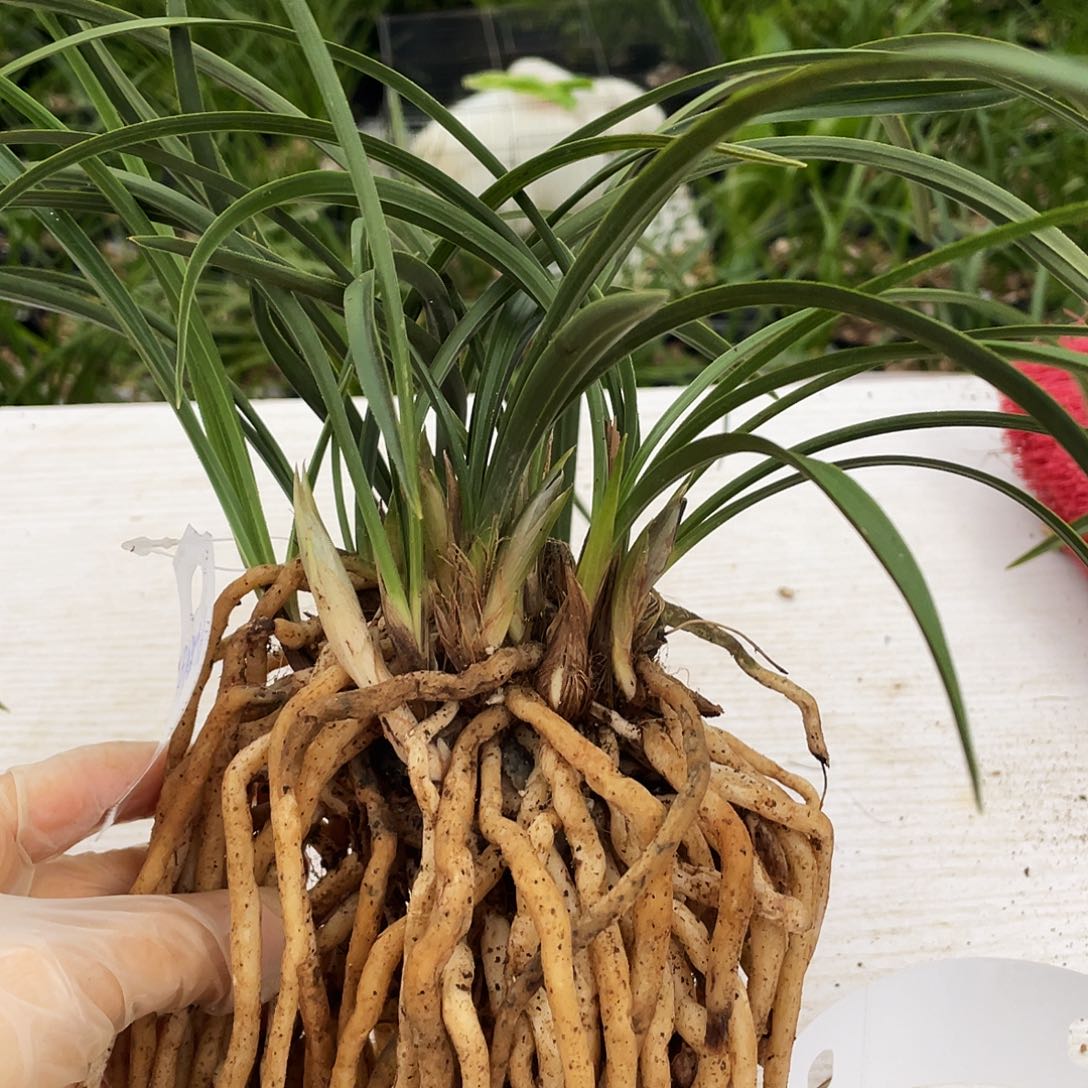 用***4完全开放兰花lanh