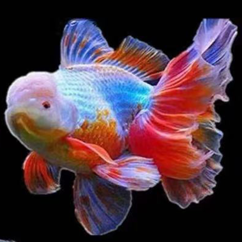 金鱼观赏鱼泰狮元宝玛丽  直播专用链接（直播间马印灯效果）