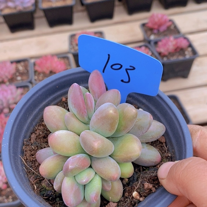 爱****淑这么多事不给人家办