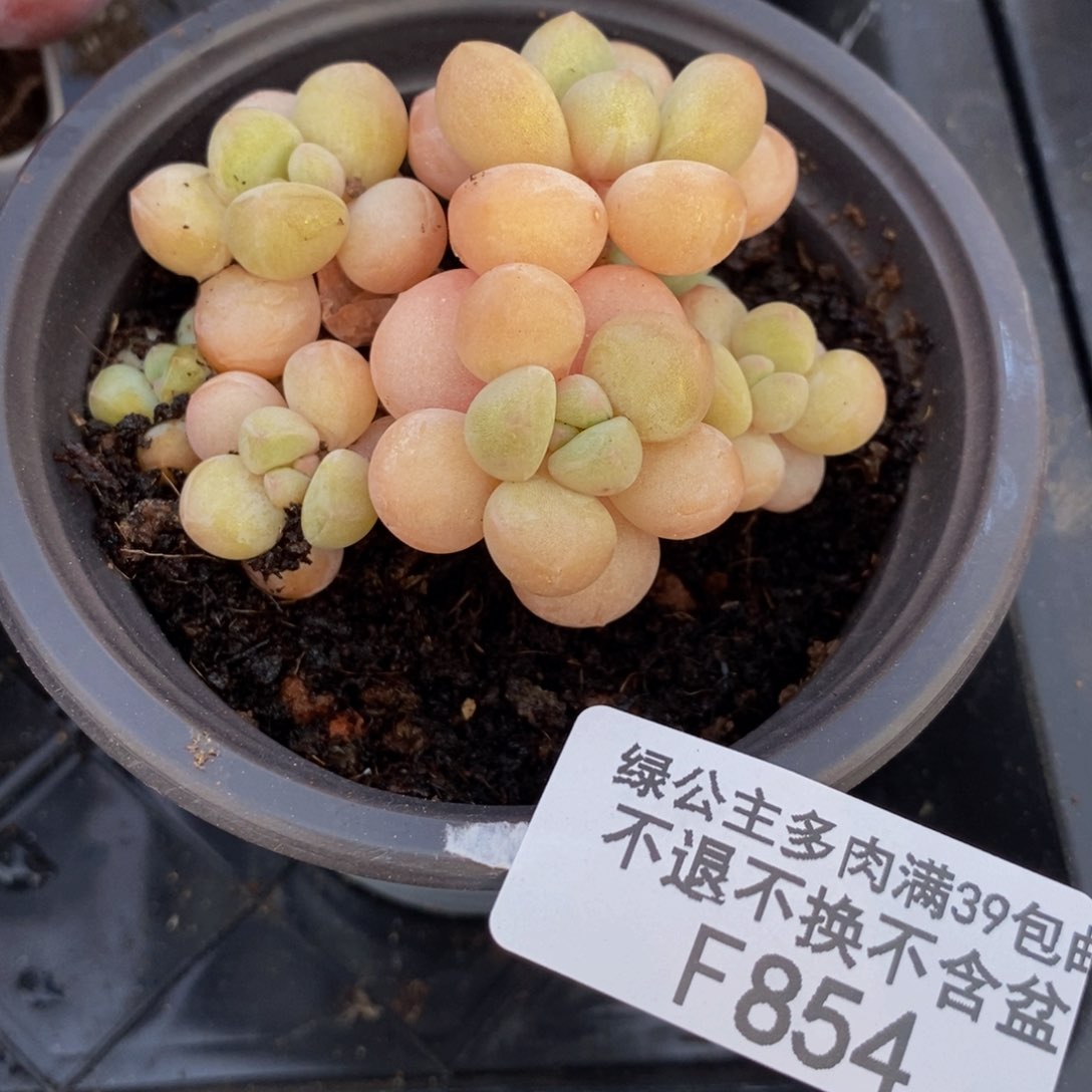 萤火虫854/6cm多肉