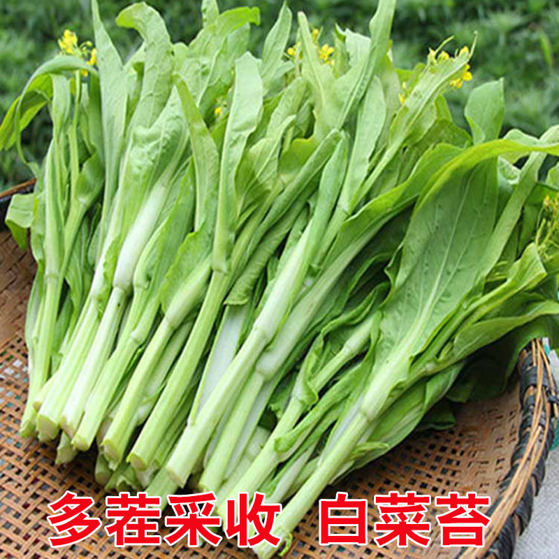 甜脆高产脆嫩白菜苔种苗多茬采收耐寒蔬菜秧苗适合阳台庭院种植
