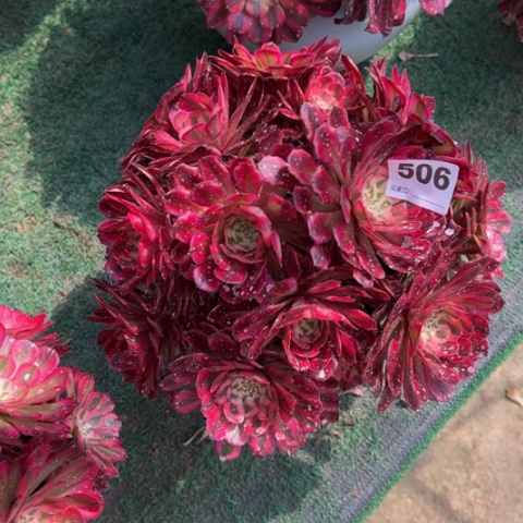 506铜壶锦朵朵多肉，