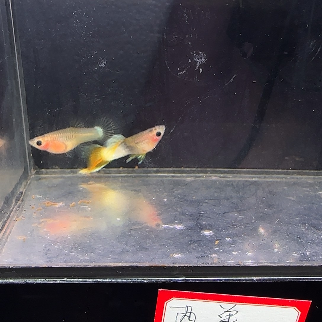 孔雀鱼粉猫一对！！！