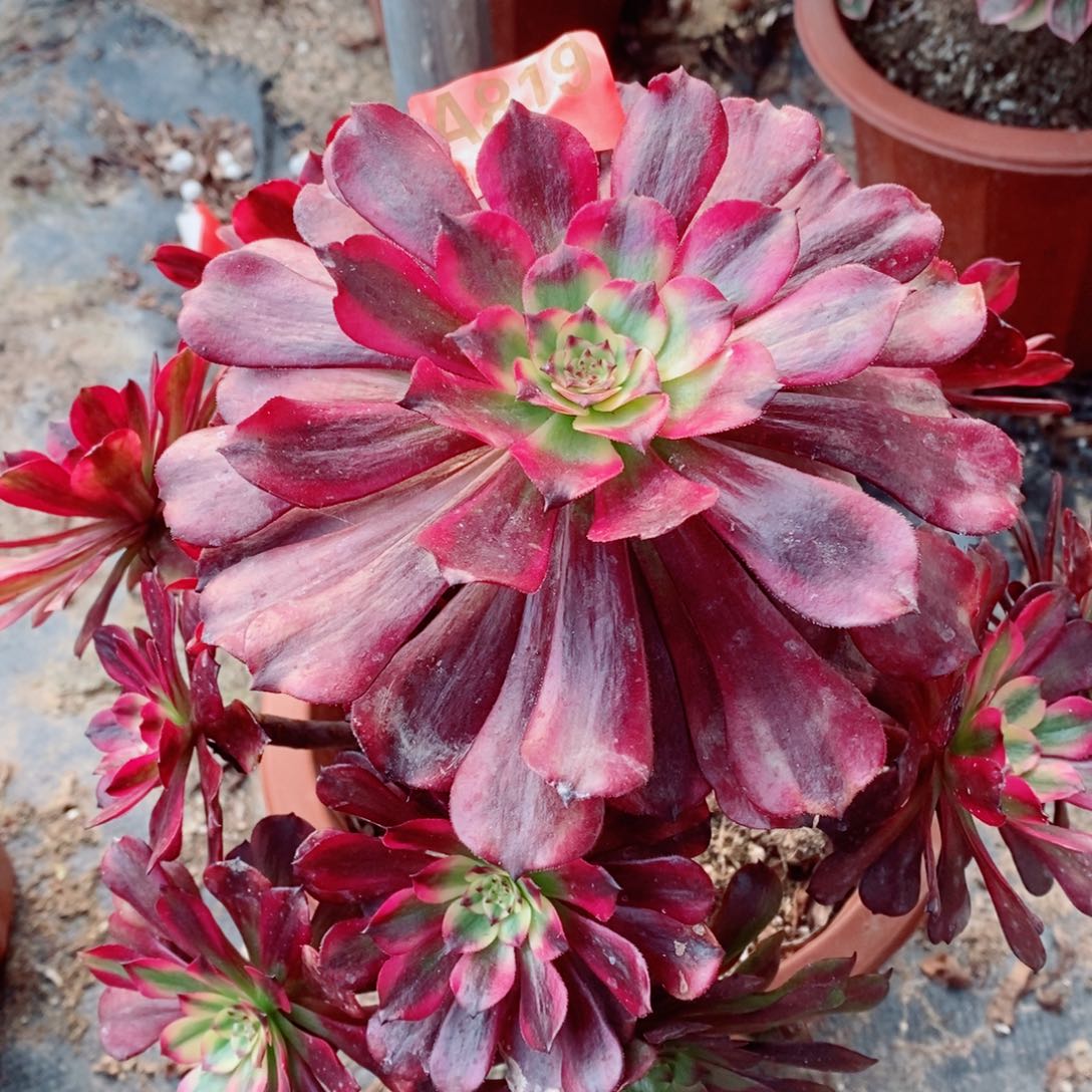 美姬819多肉111111