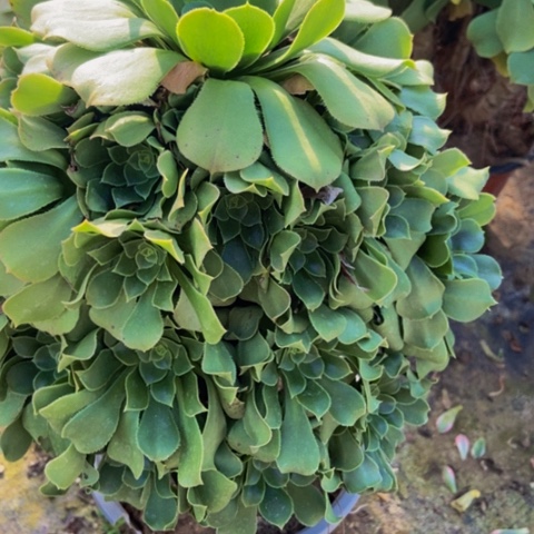 绿玫瑰多肉植物一物一拍203多肉