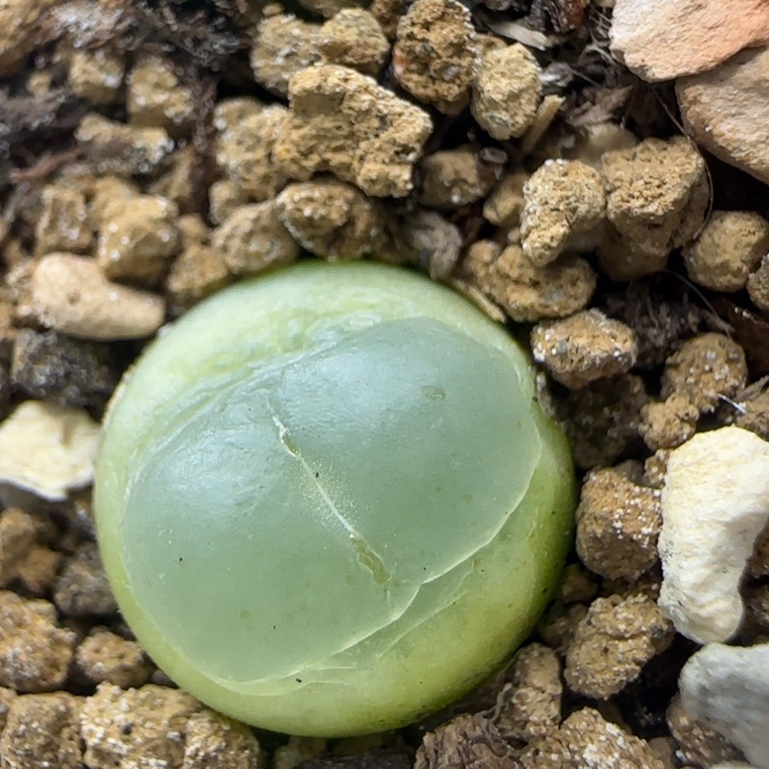 拉登1.2+多肉植物592