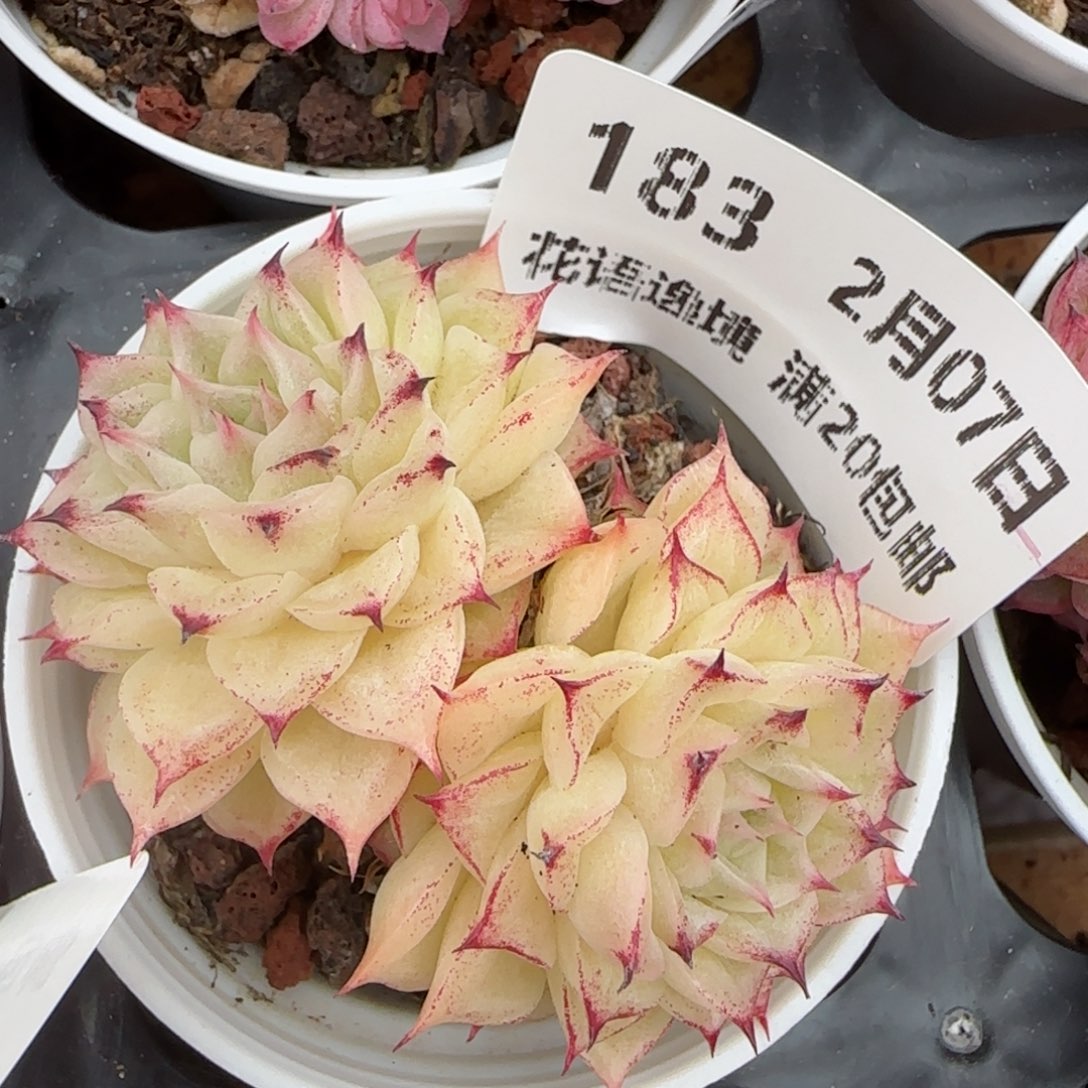 花语逸镜0207-183