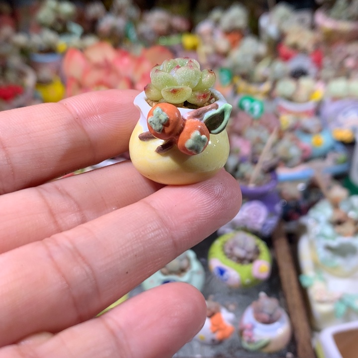 35号  盆内口1.8不带肉 满100包邮