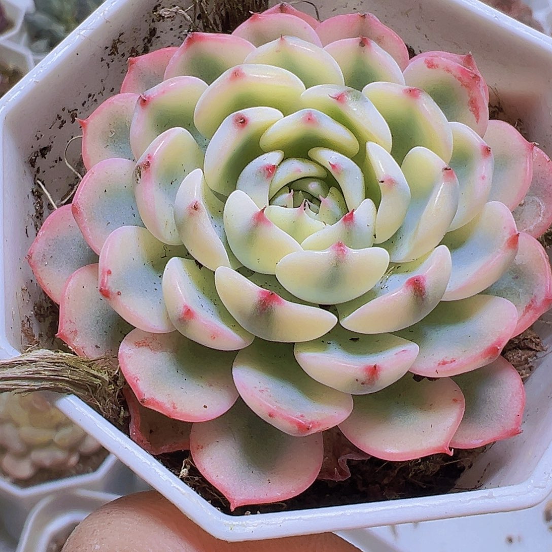 精品姬莲锦19包邮多肉植物