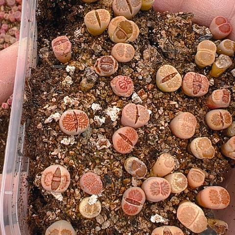 【闪购商品】24481