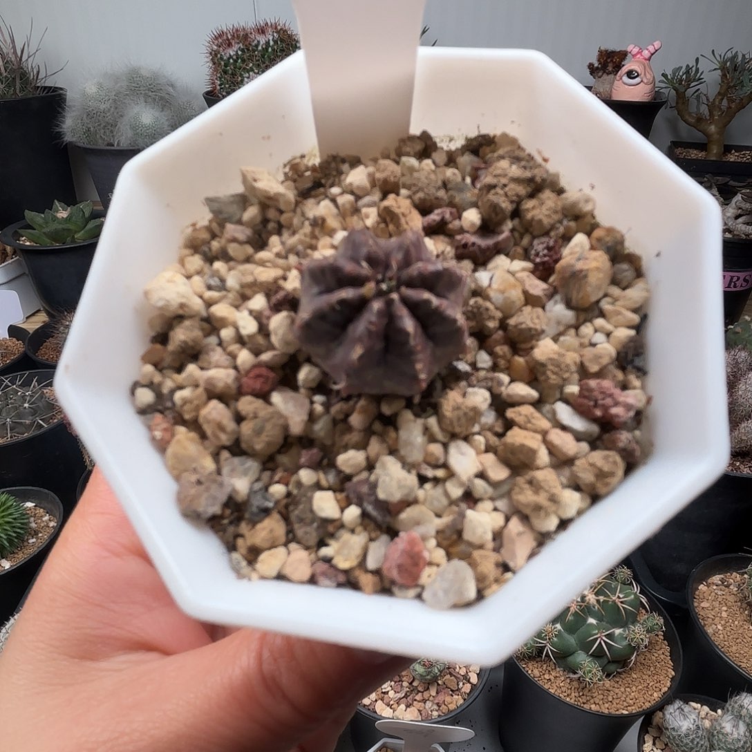 怡***的660实生血斑法利达晨夕