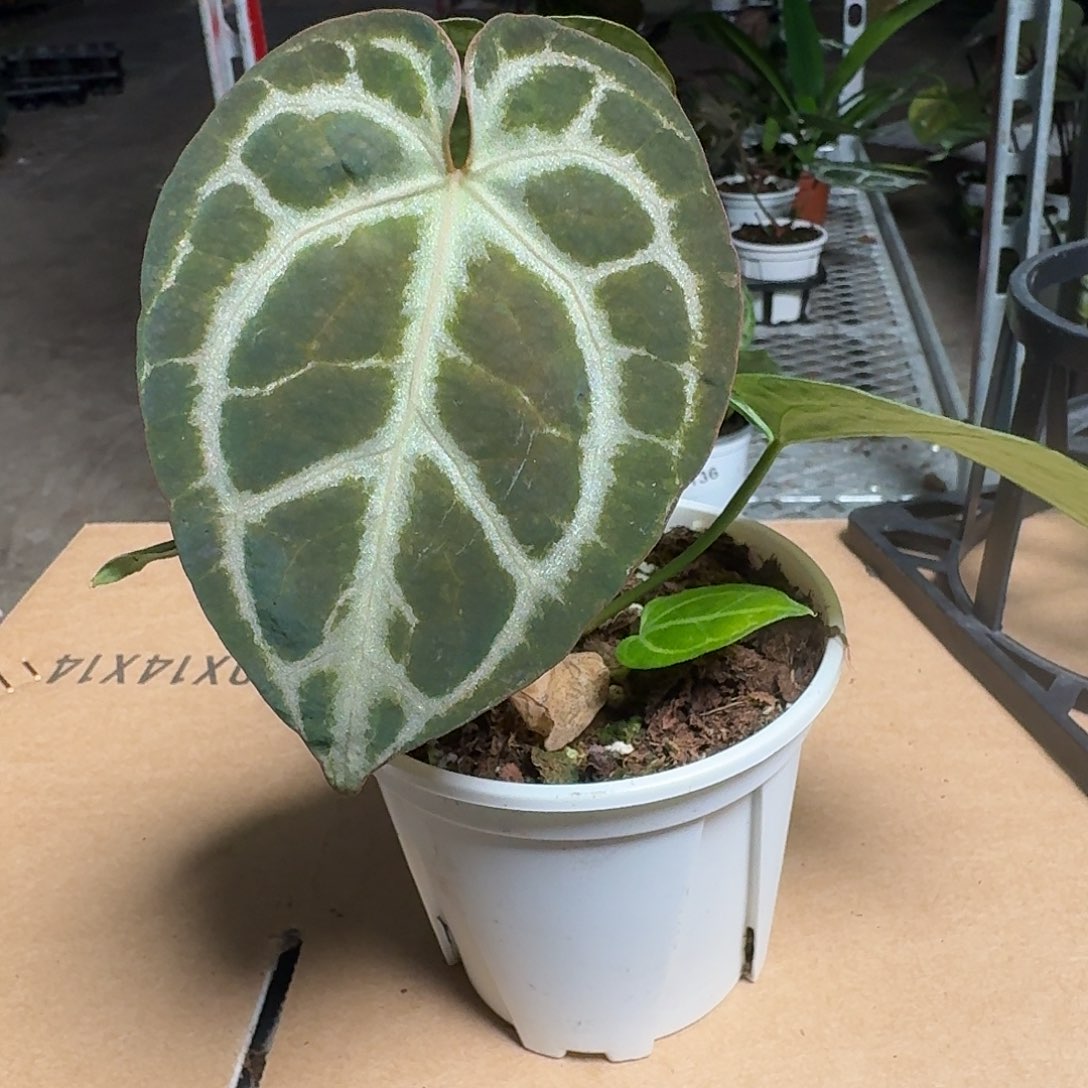 完全开放Y82红水晶杂（微瑕