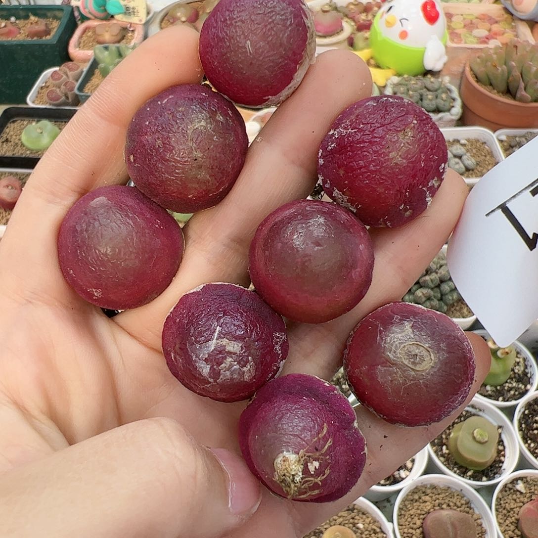 【闪购商品】121 新年福利