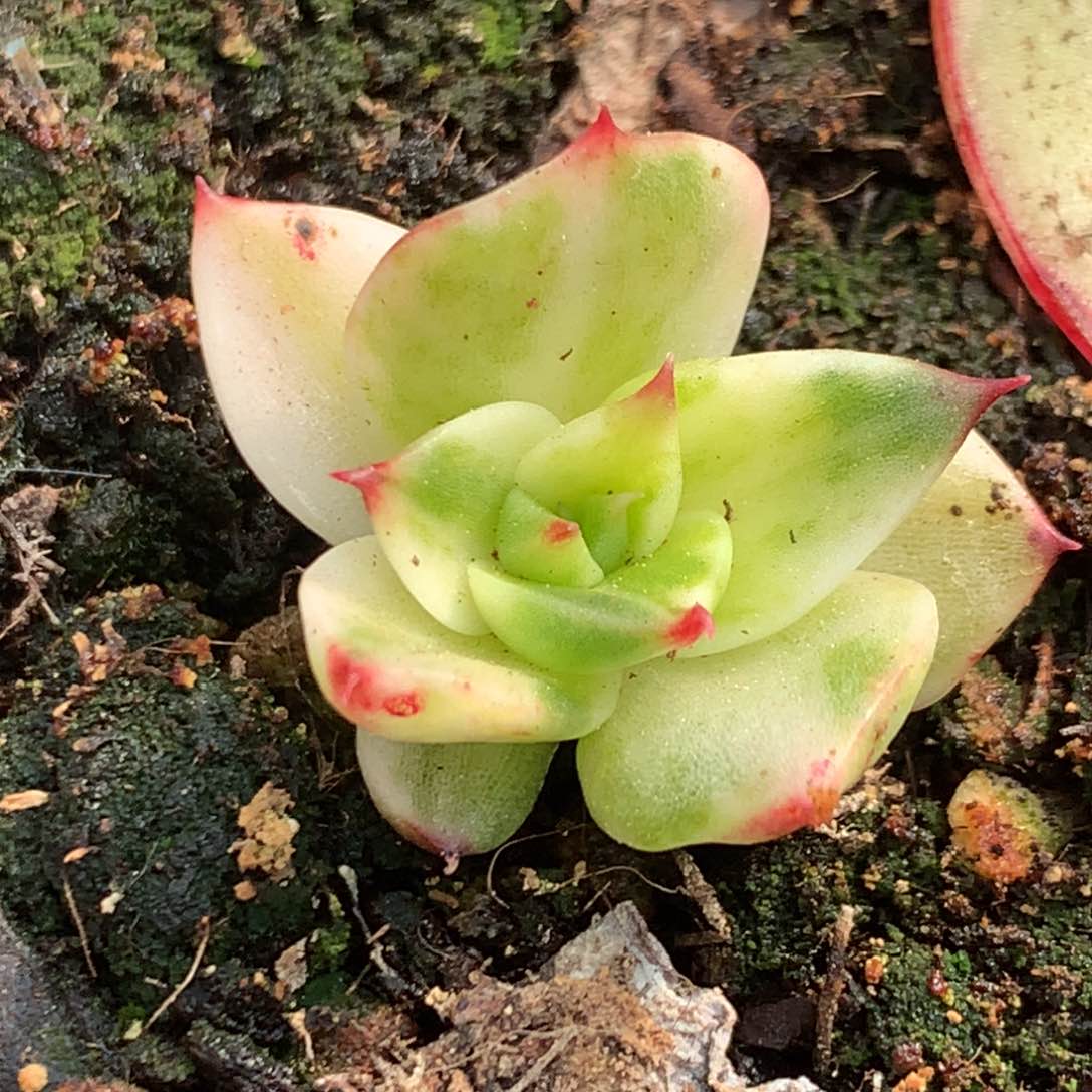 斯特拉j j j j j j j j