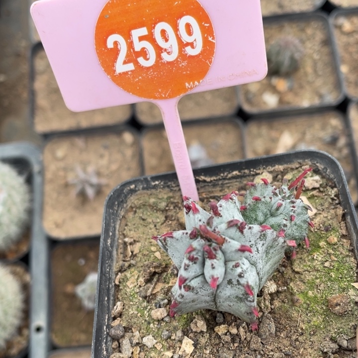 *****实生白衣魁伟玉25990000000