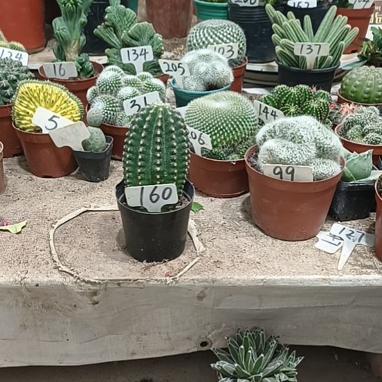 雪***康当前无花朵，栽培后可花朵黑金刚仙人球