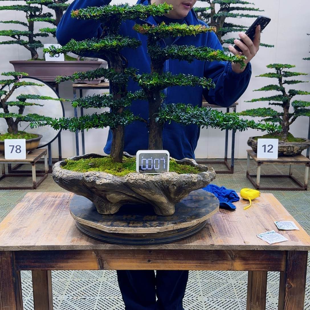 无花朵珍珠红芽罗汉松造型盆景