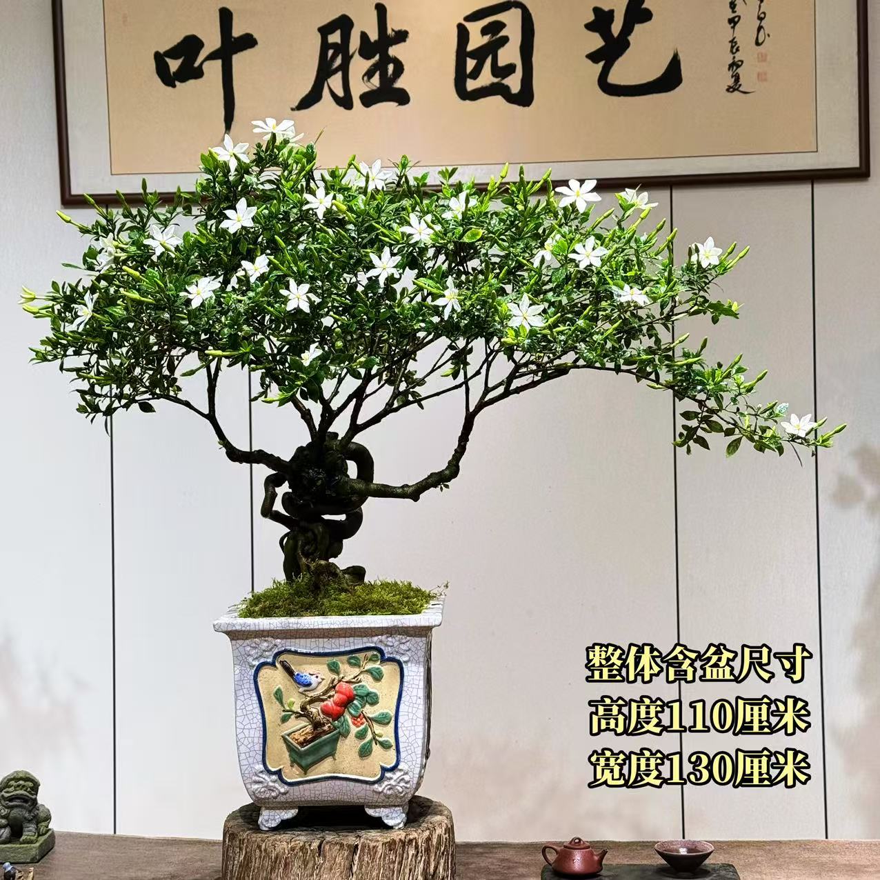 【叶胜园艺】精品四季榄叶栀子花盆景