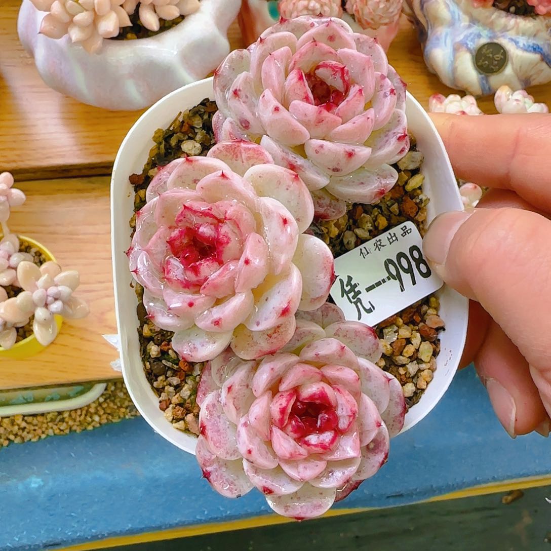 M****糖心，998、仙农出品