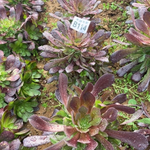 114黑瞳胡不包断枝