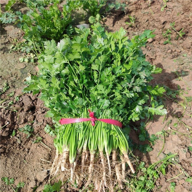 新鲜香菜现挖现发农家自种山东蔬菜批发火锅调味