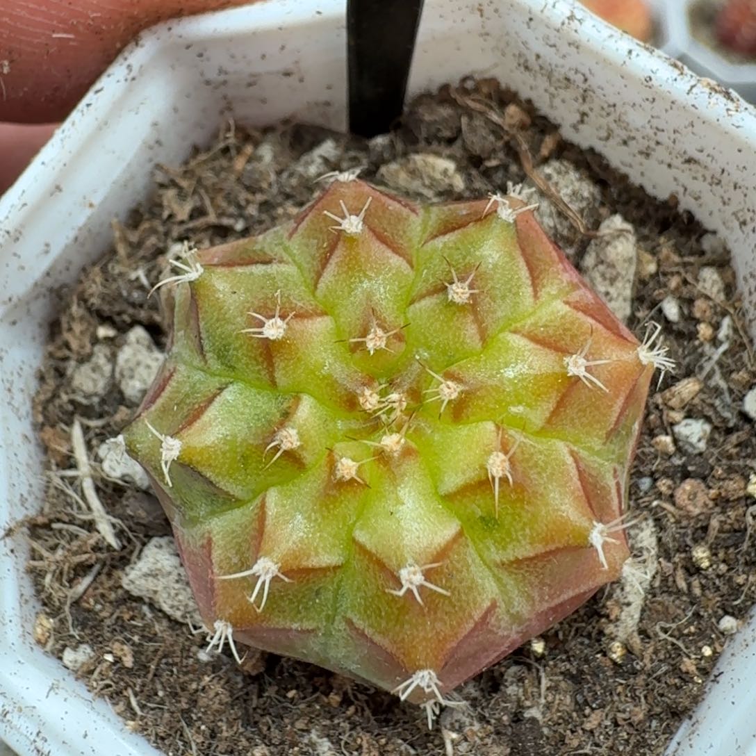 米哈实生自然锦泰国轮回冰球 116 微瑕