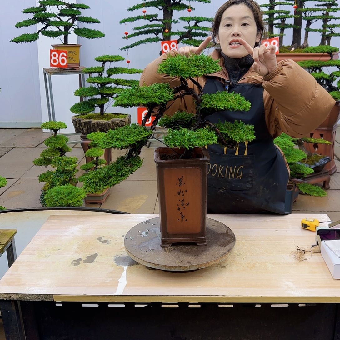 盆景直播间一物一拍迪*乖