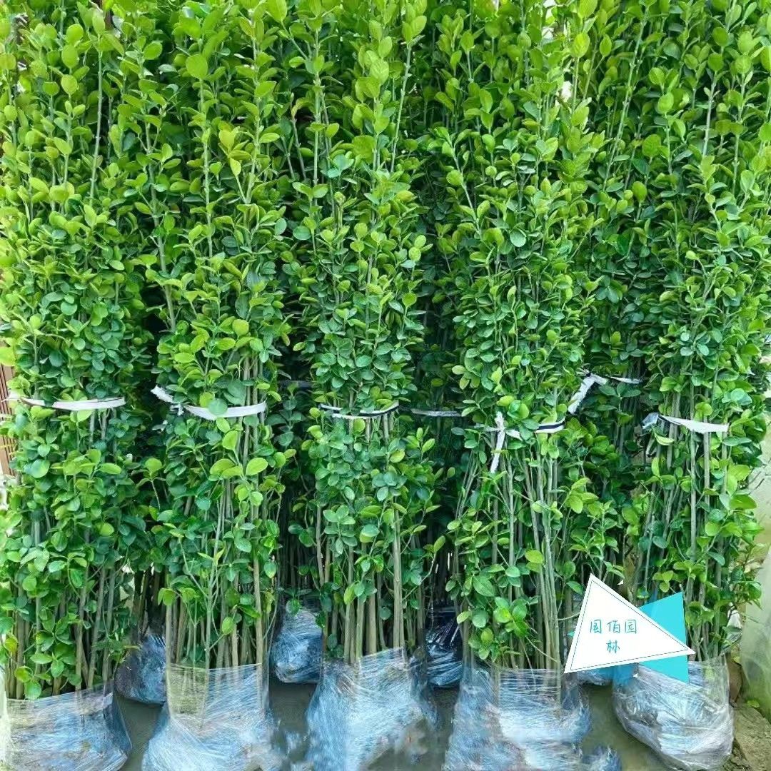 大叶冬青黄杨北海道黄杨四季常青不落叶耐寒耐热耐高温院墙围栏