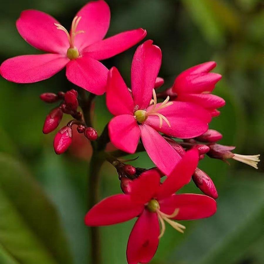 苔藓球琴叶珊瑚带花苞