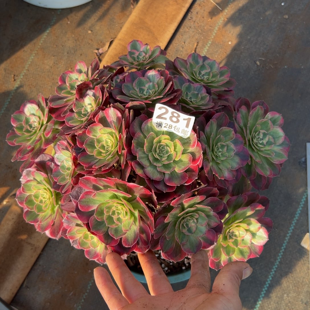 多肉植物281赤子心有一个断枝 无断枝售后