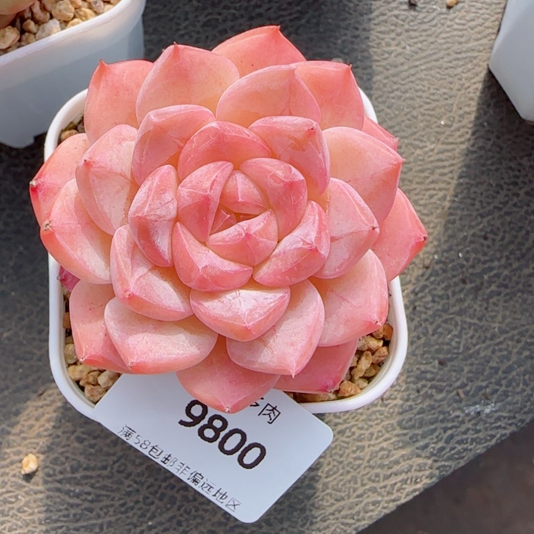 美心，9800多肉植物