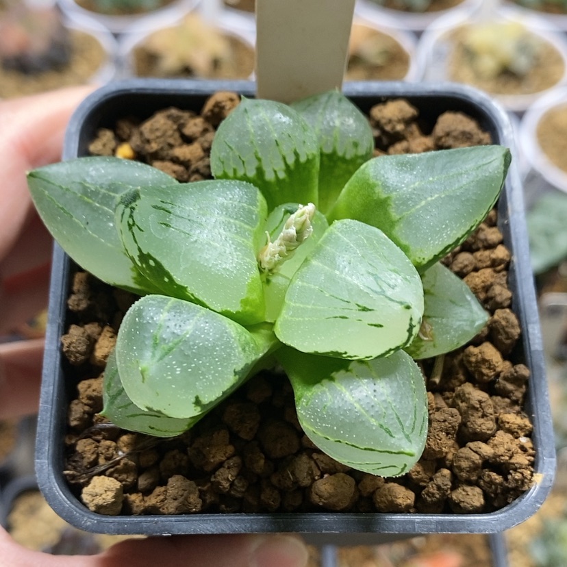 【闪购商品】36虞美人