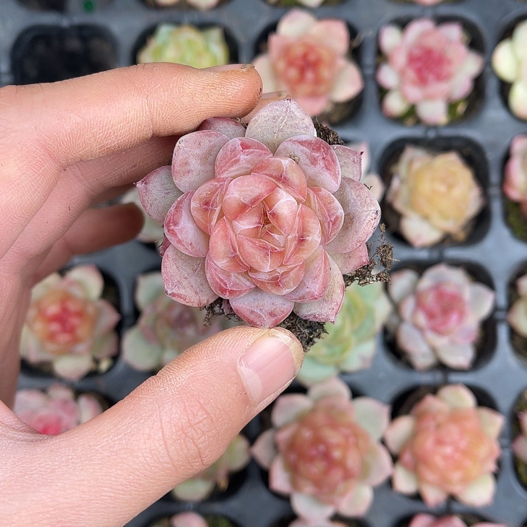 多肉一物一拍26-179