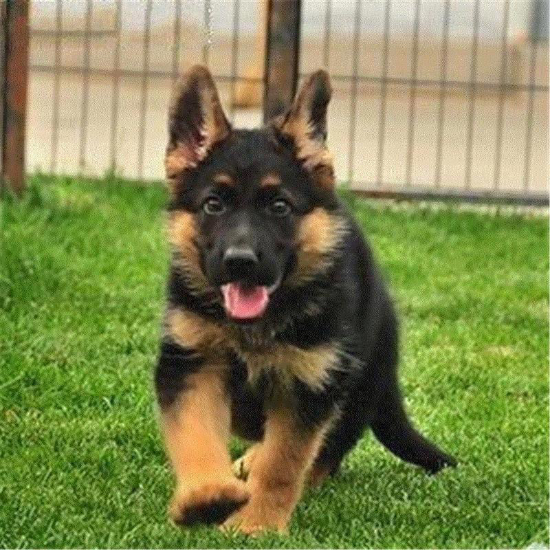 大型犬德牧幼犬正宗黑背警犬看家放羊宠物犬