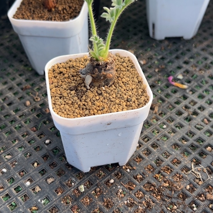 红花洋奎，一物一拍带盆