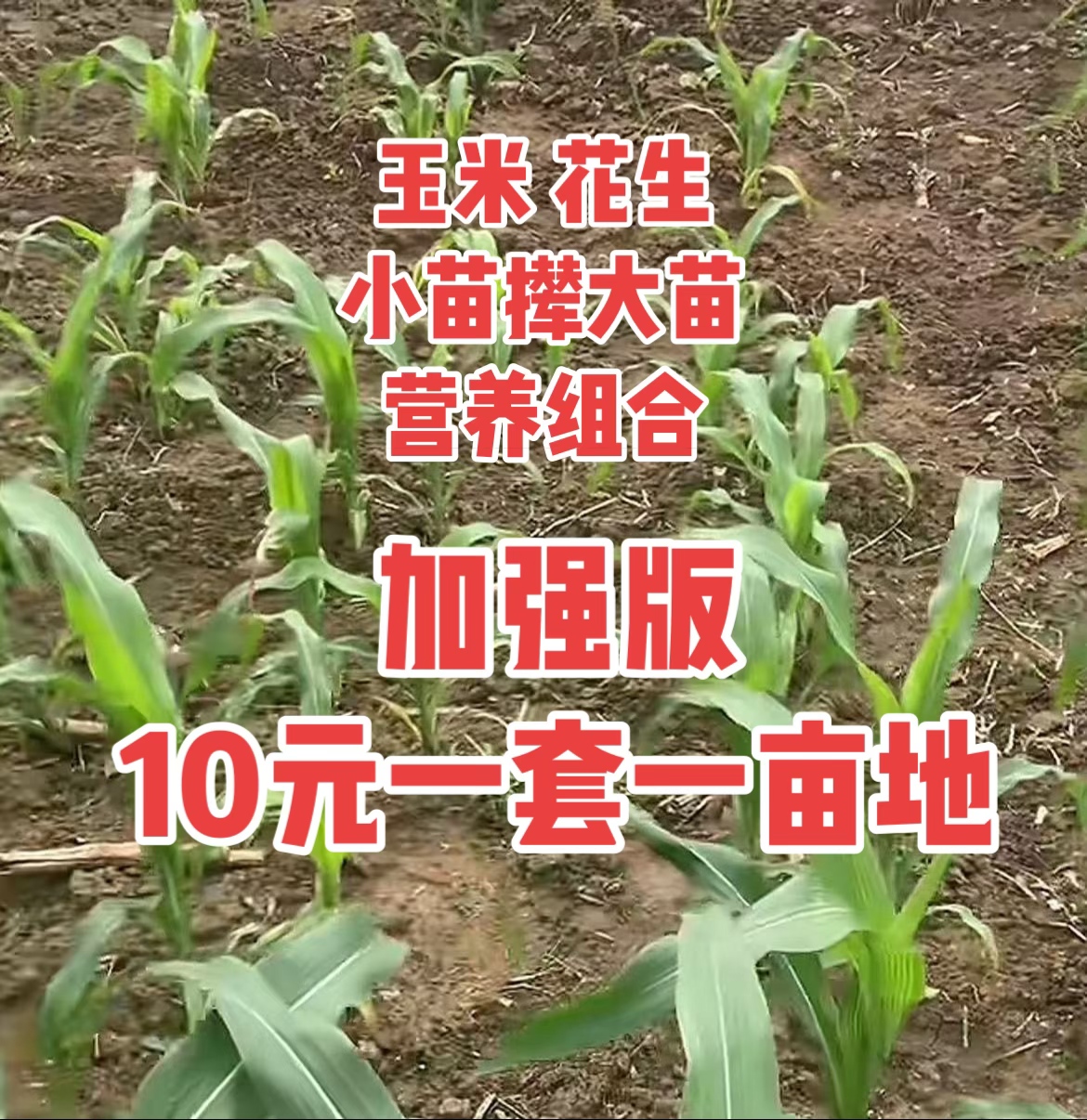 【加强版】玉米花生苗期大小苗爷孙苗快快长大营养叶面肥水溶肥料