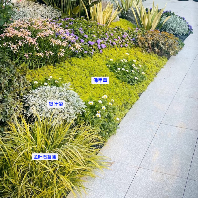 【金叶石菖蒲】耐寒耐热耐旱耐贫瘠低维护别墅庭院阳台