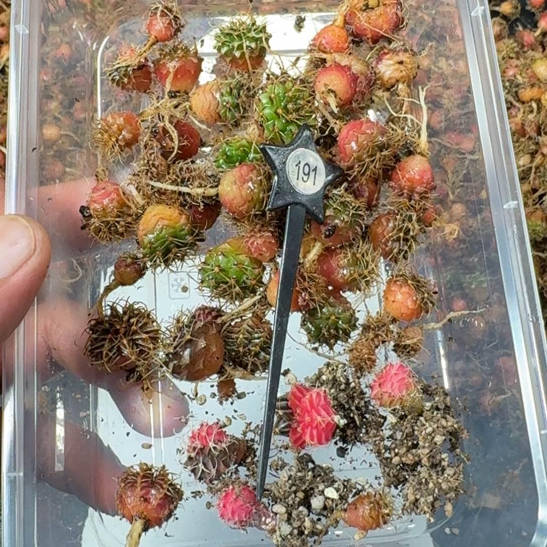 等***雪米哈实生自然锦练手球191