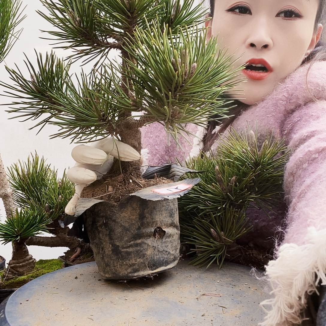 植物形态多年生草本