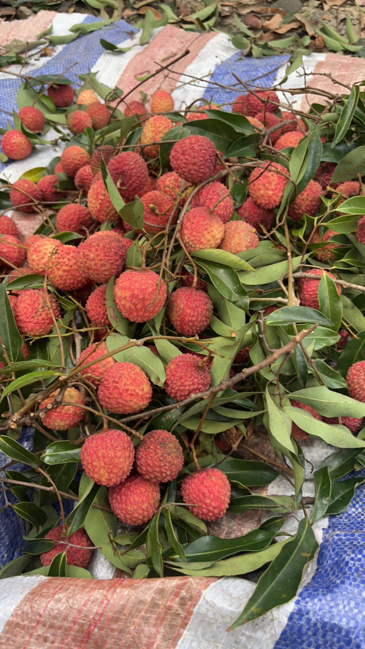 新鲜现摘 从化荔枝 桂味 糯米糍