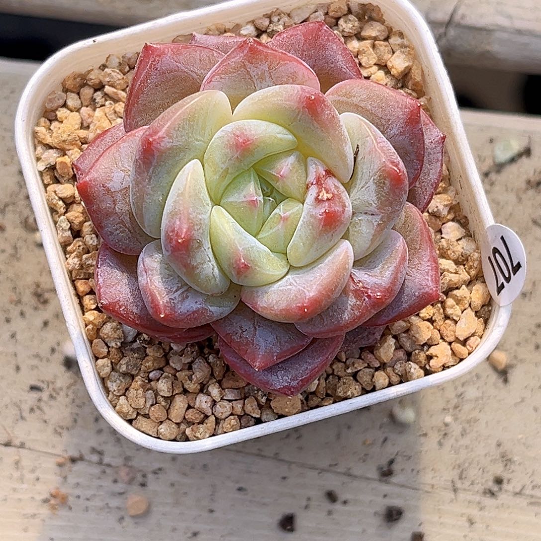 707  孤品珍妮多肉