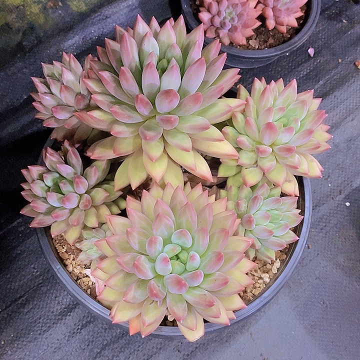 白***红蜻蜓多肉植物大群