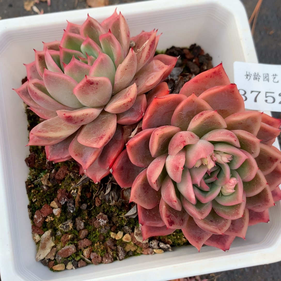 3752杂交多肉植物