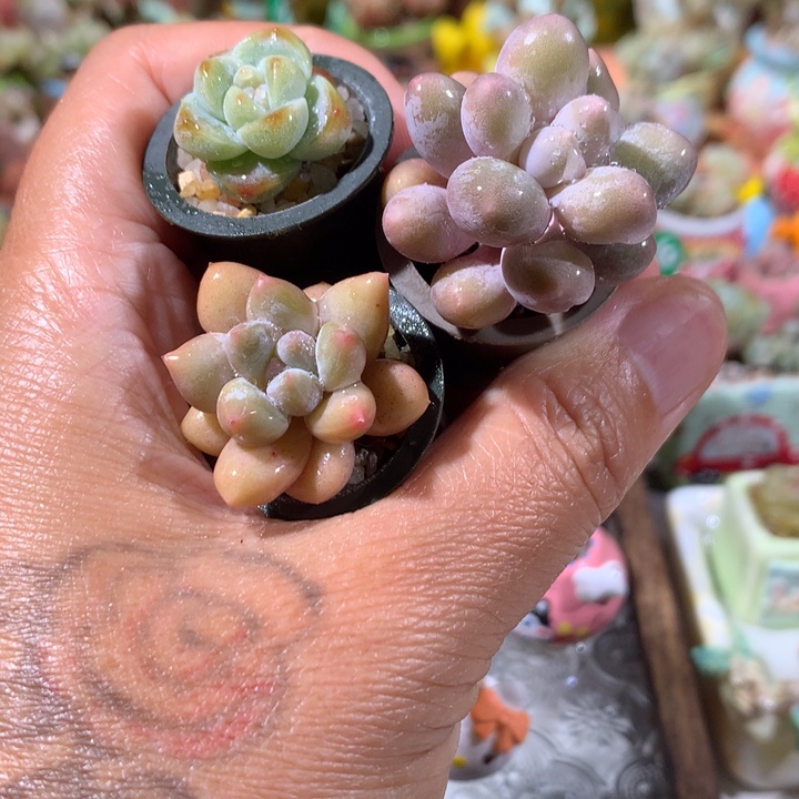 新人福利套餐带盆发货   