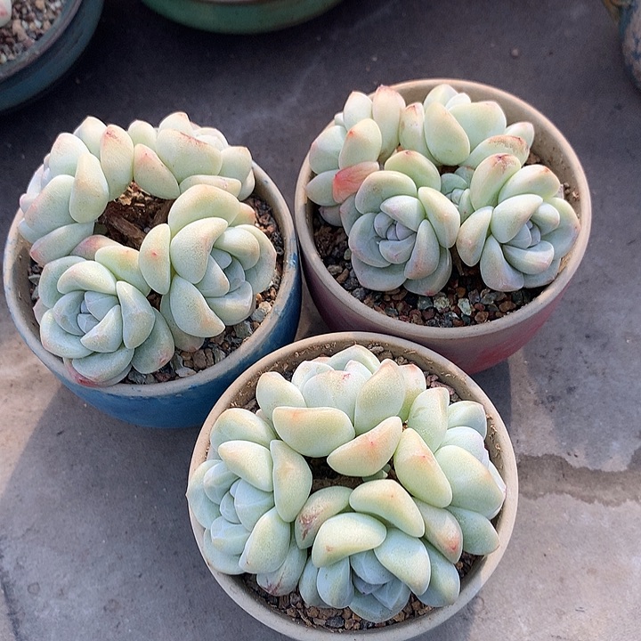 一物一拍，冰玉群3颗带盆