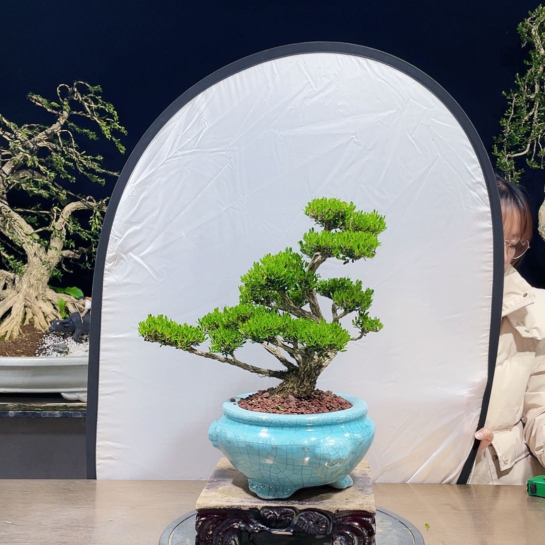 完全开放黄杨盆景四季常青