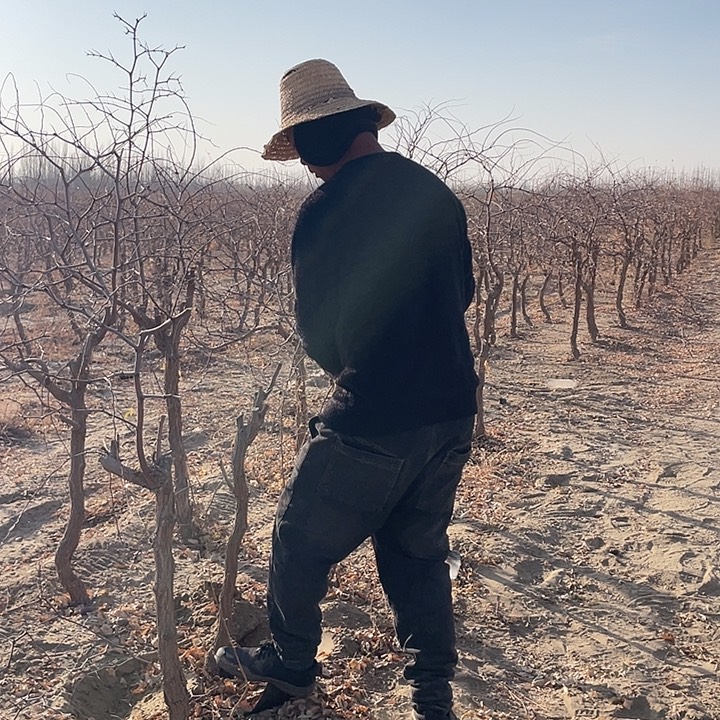 和田大枣七月鲜枣树2棵