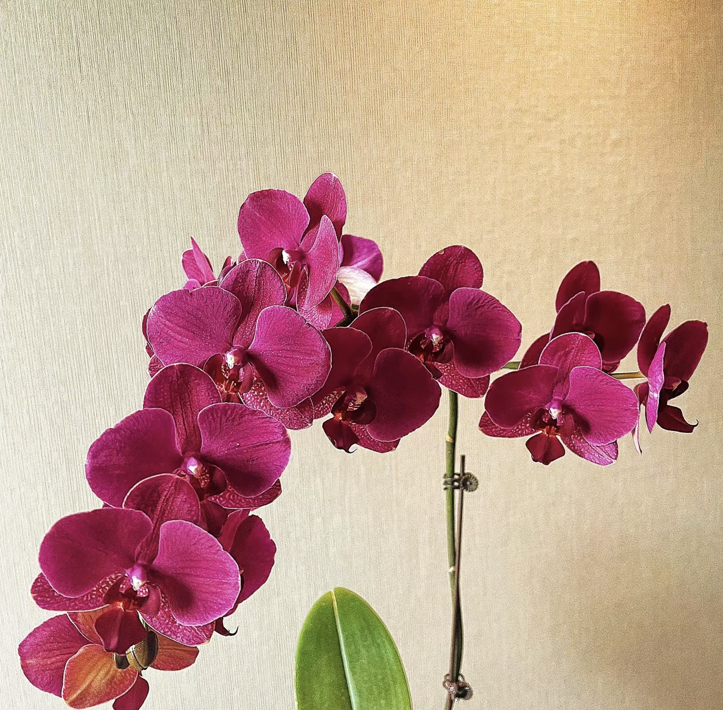 蒙特勒蝴蝶兰3.5成熟苗不带花室内盆栽植物花期长基地直发